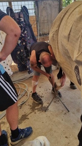 GYNZ Trustees and Volunteers Carry Out Daily Care For Rescue Horses