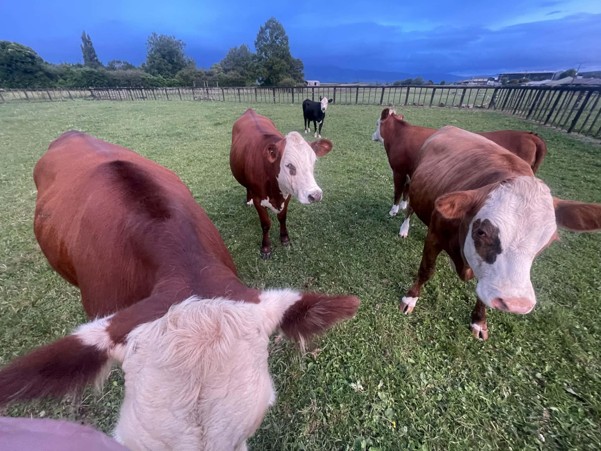 The Cows