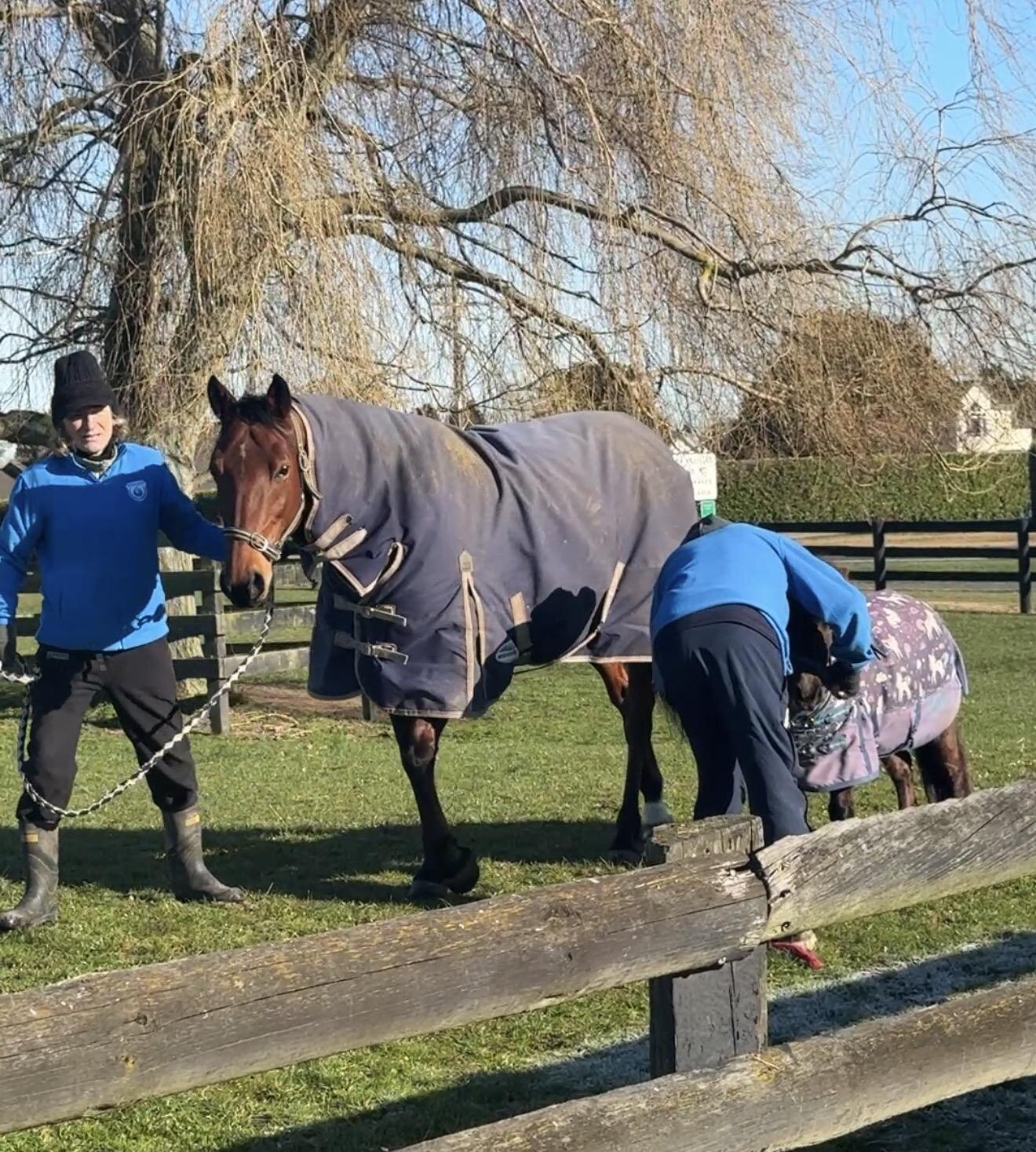 Daily Horse Maintenance And Hoof Care