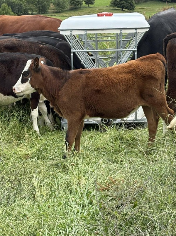 Two New Additions To The Farm